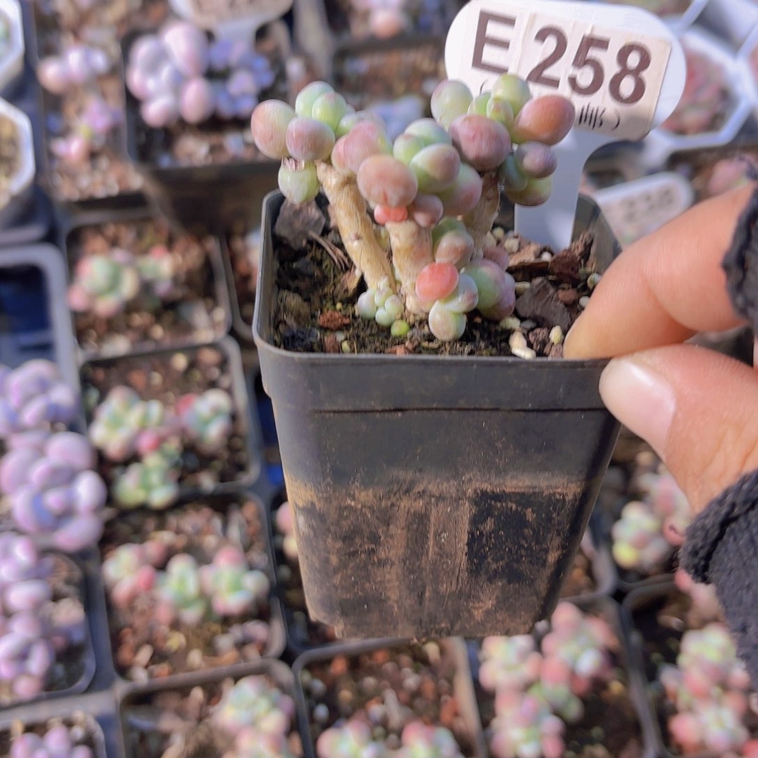 E258苹果奶一物一拍