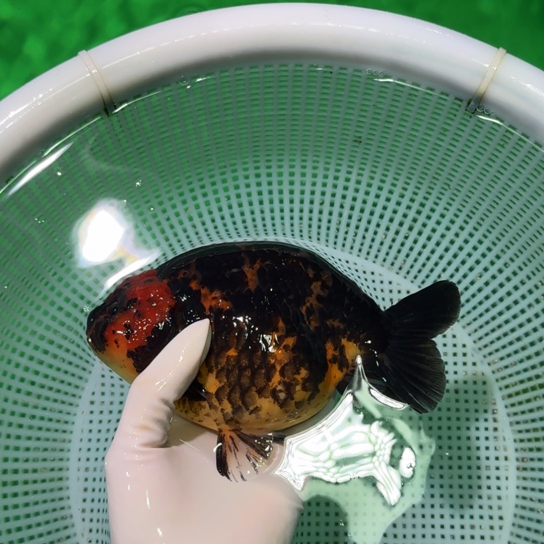 金鱼类不分公母18