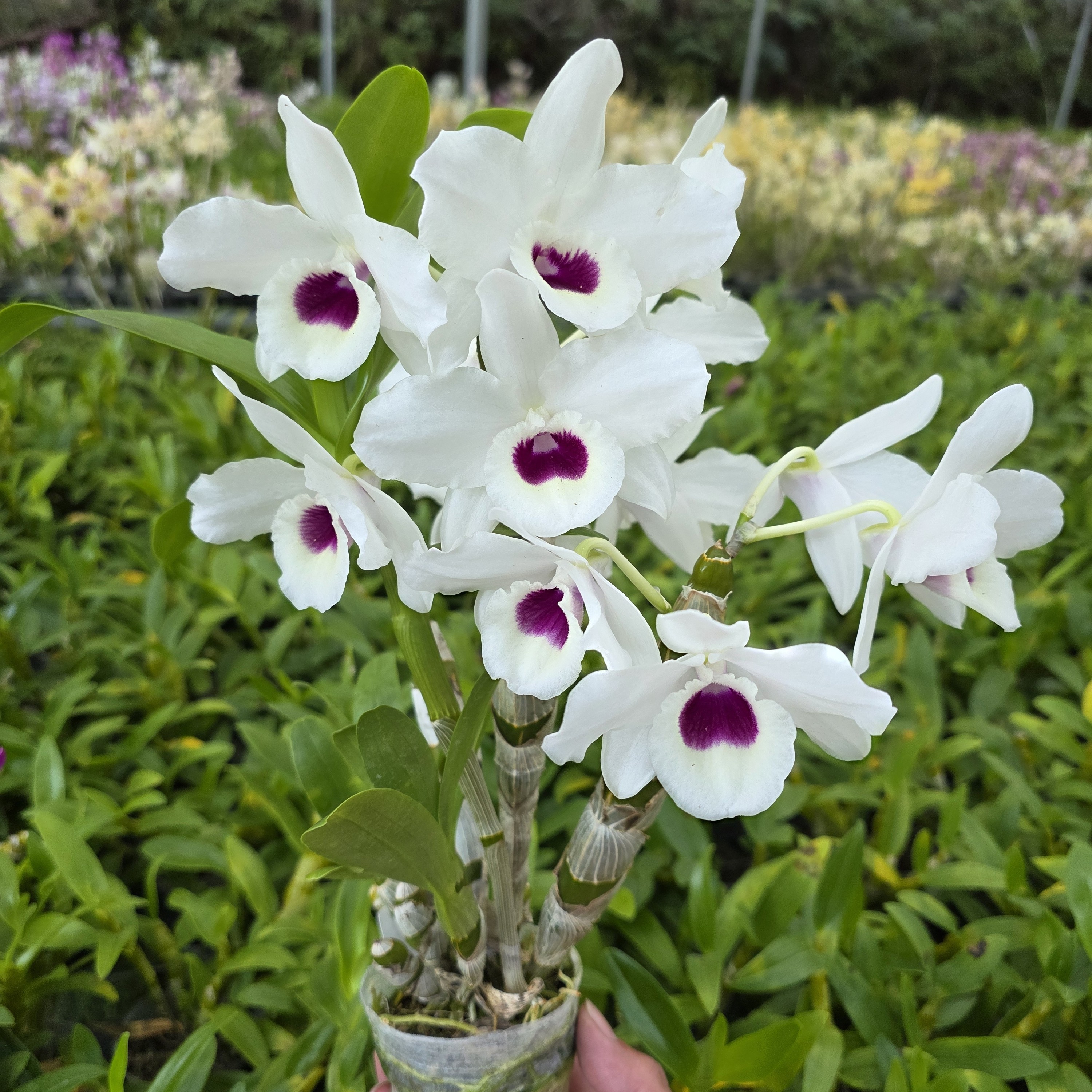 白玉环石斛，梅型荷瓣花，瓷白花瓣紫红唇。圆润饱满的花型。花大很香