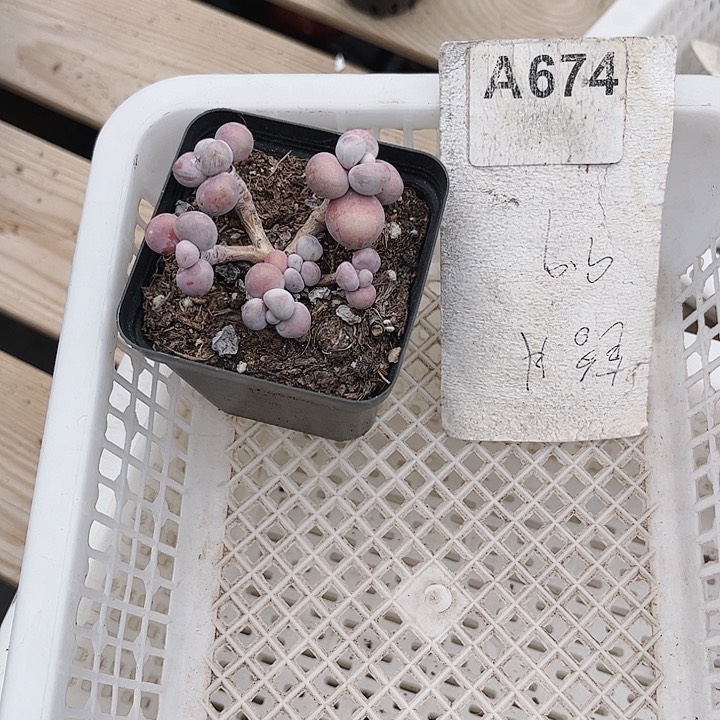 奥*奥674密密麻麻密密麻麻