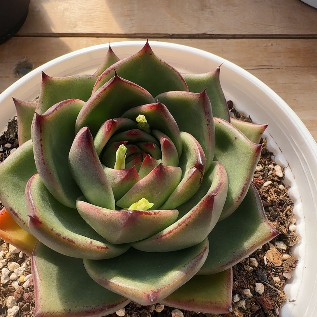 一物一拍两颗包邮