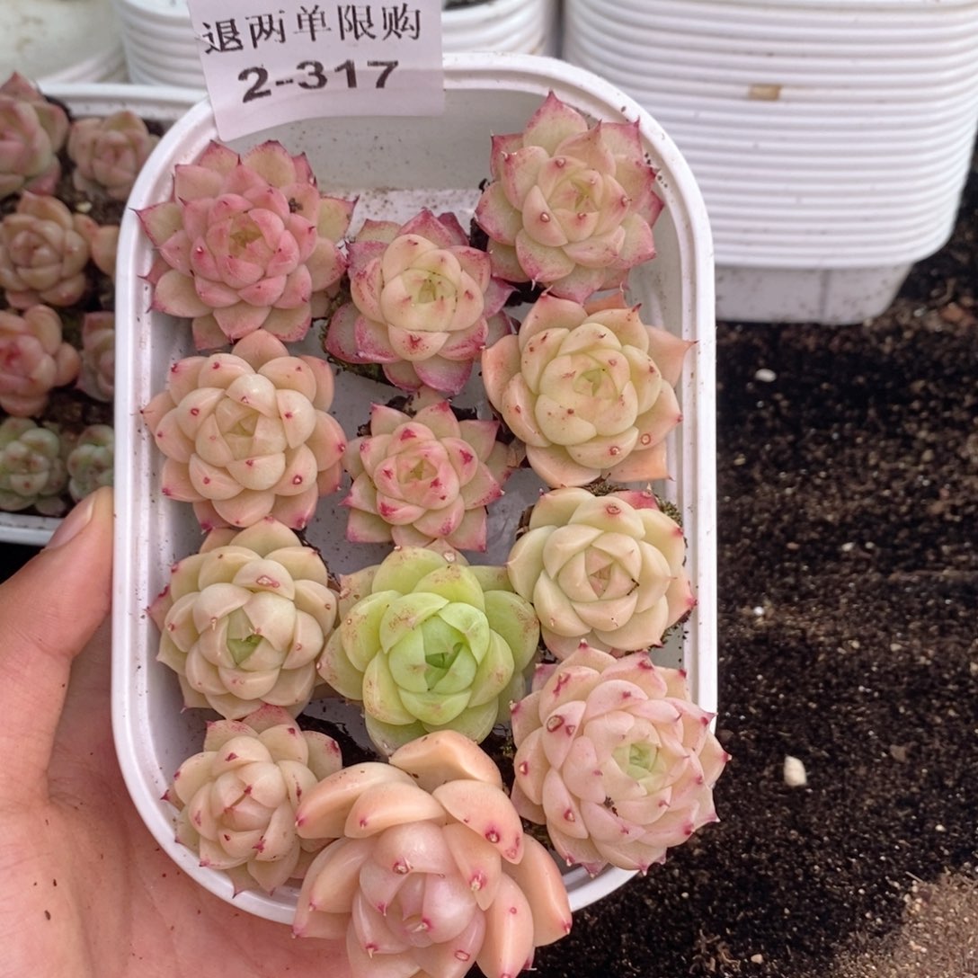 2-317 新疆西藏内蒙不发其他一单包邮两到三公分多肉