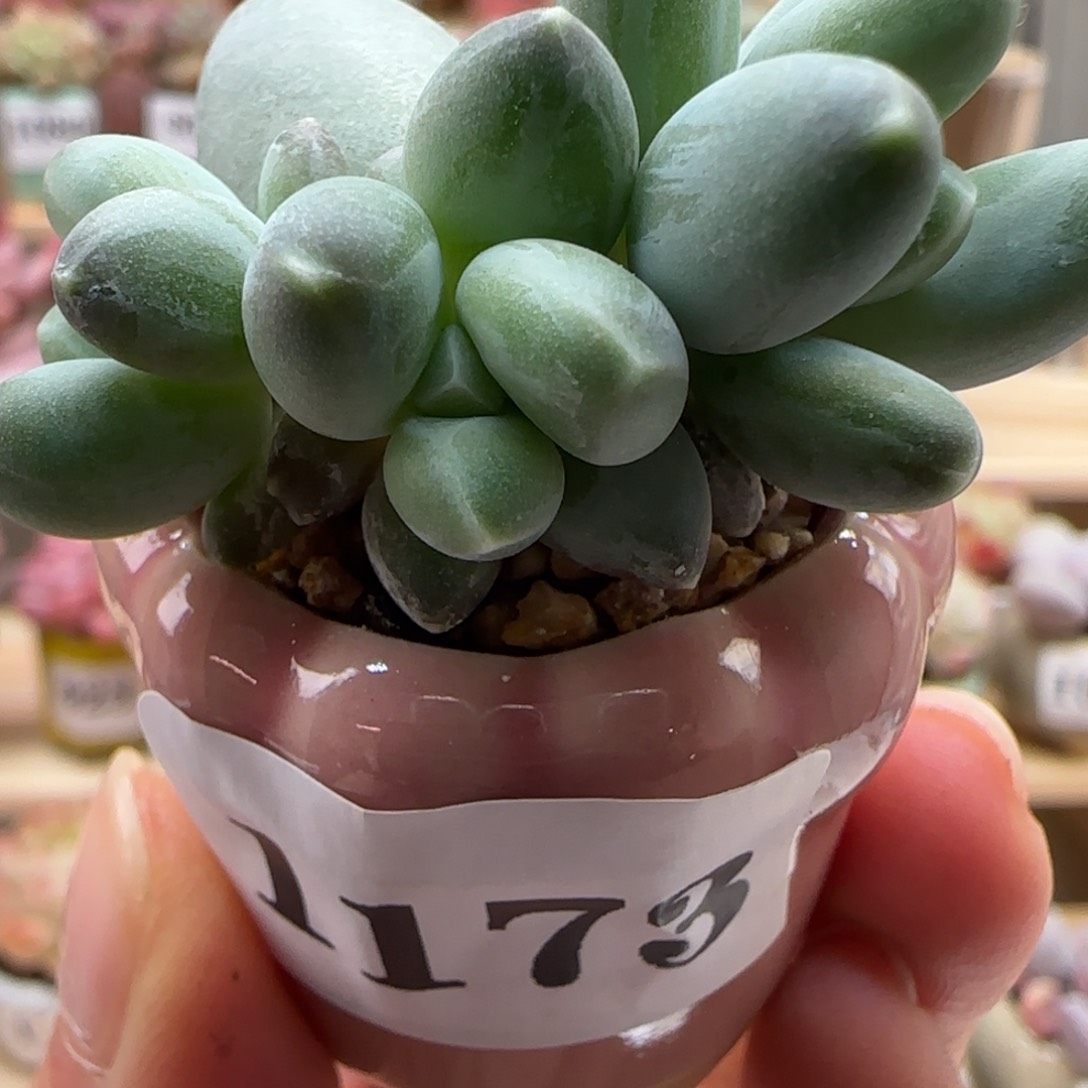 1173天空美人满38包邮（除新疆 西藏 内蒙） 