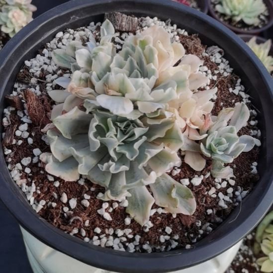 利比里亚白覆轮锦群刚长毛根