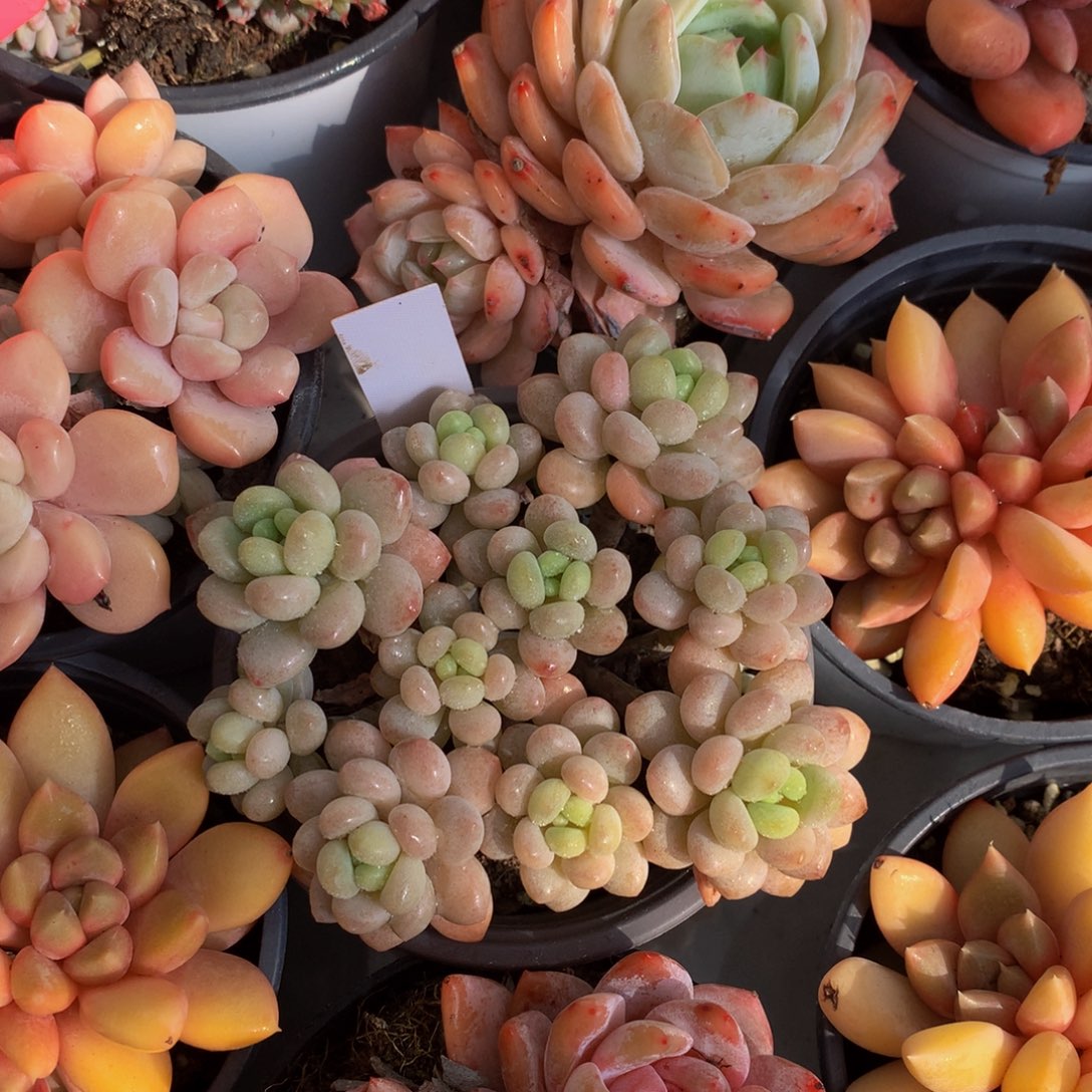 鱼子酱72727272727272¥