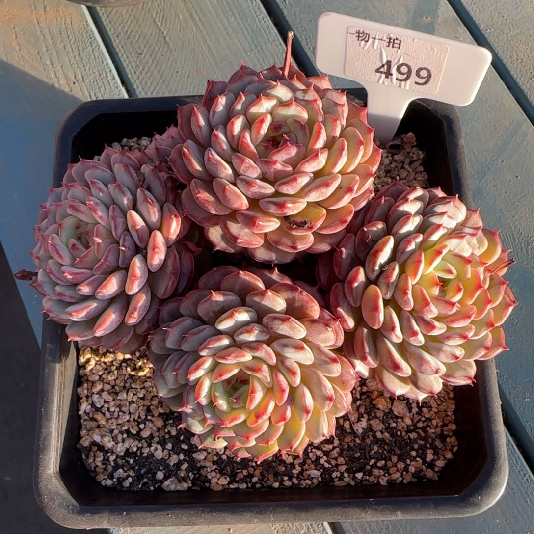 499白胖子解忧一物一拍