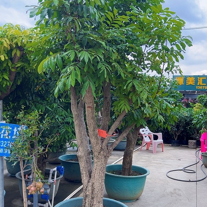 用****2果6666666666666