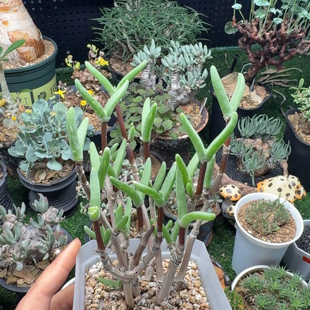 老桩怪奇鸟471 仙人球