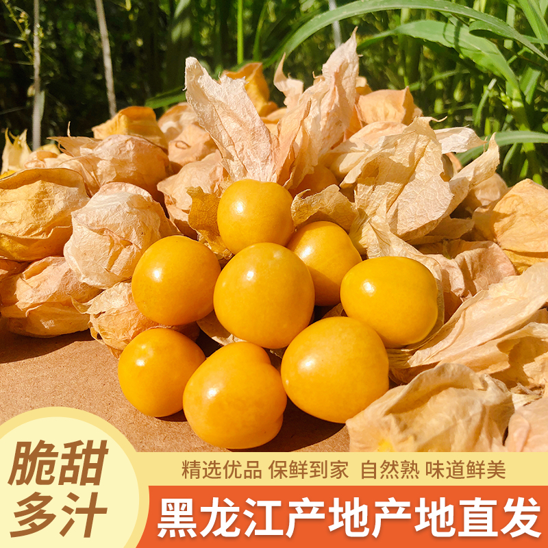 东北姑娘果新鲜当季水果黄菇娘灯笼果甜特产整箱