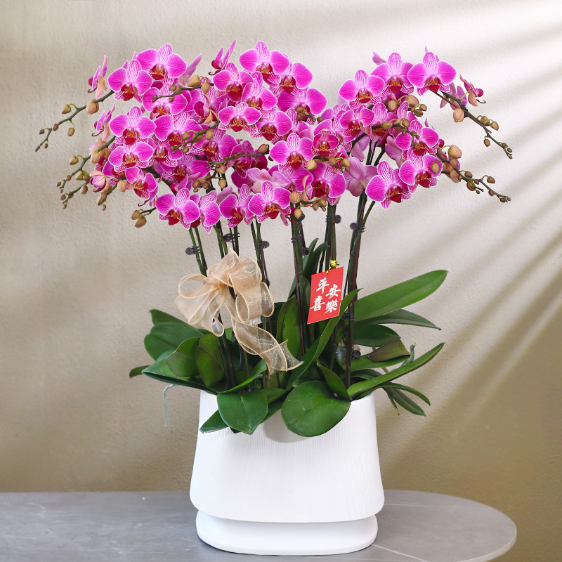 【紫晶】紫色系蝴蝶兰带花带盆组好发货客厅庭院办公室年宵花