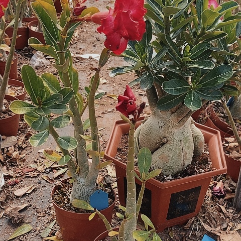 【闪购商品】梓*绿植