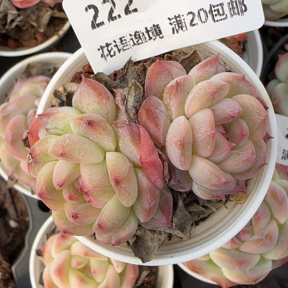 花语逸境0218-222