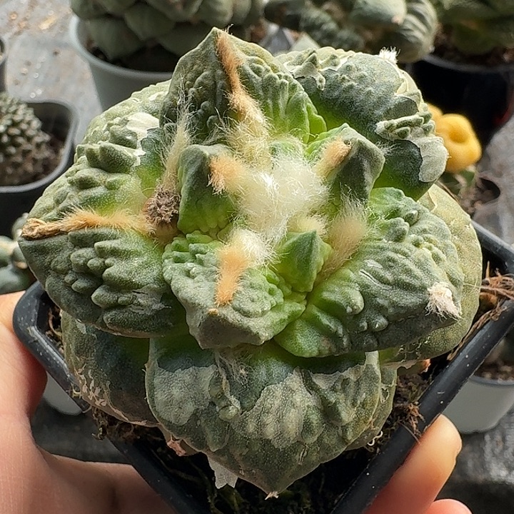 无花朵482大尤哥怒牡丹