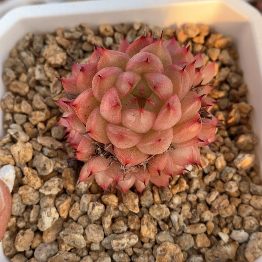 精品多肉一物一拍121