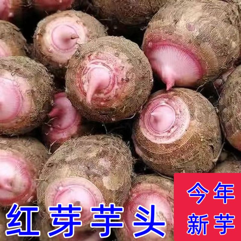 农户自种云南新鲜现挖红芽芋艿软糯香甜小芋头香芋
