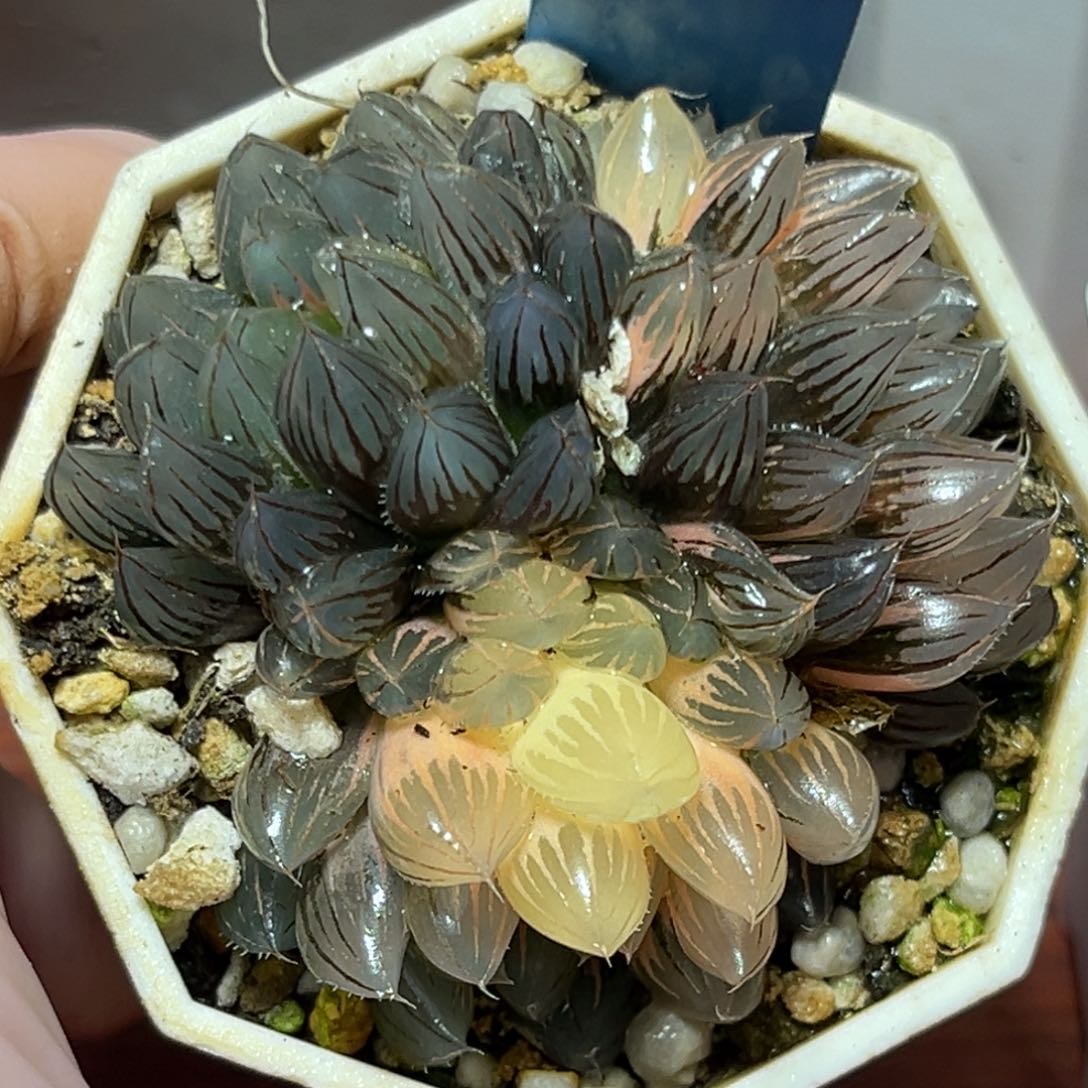 恭喜发财大吉大利972