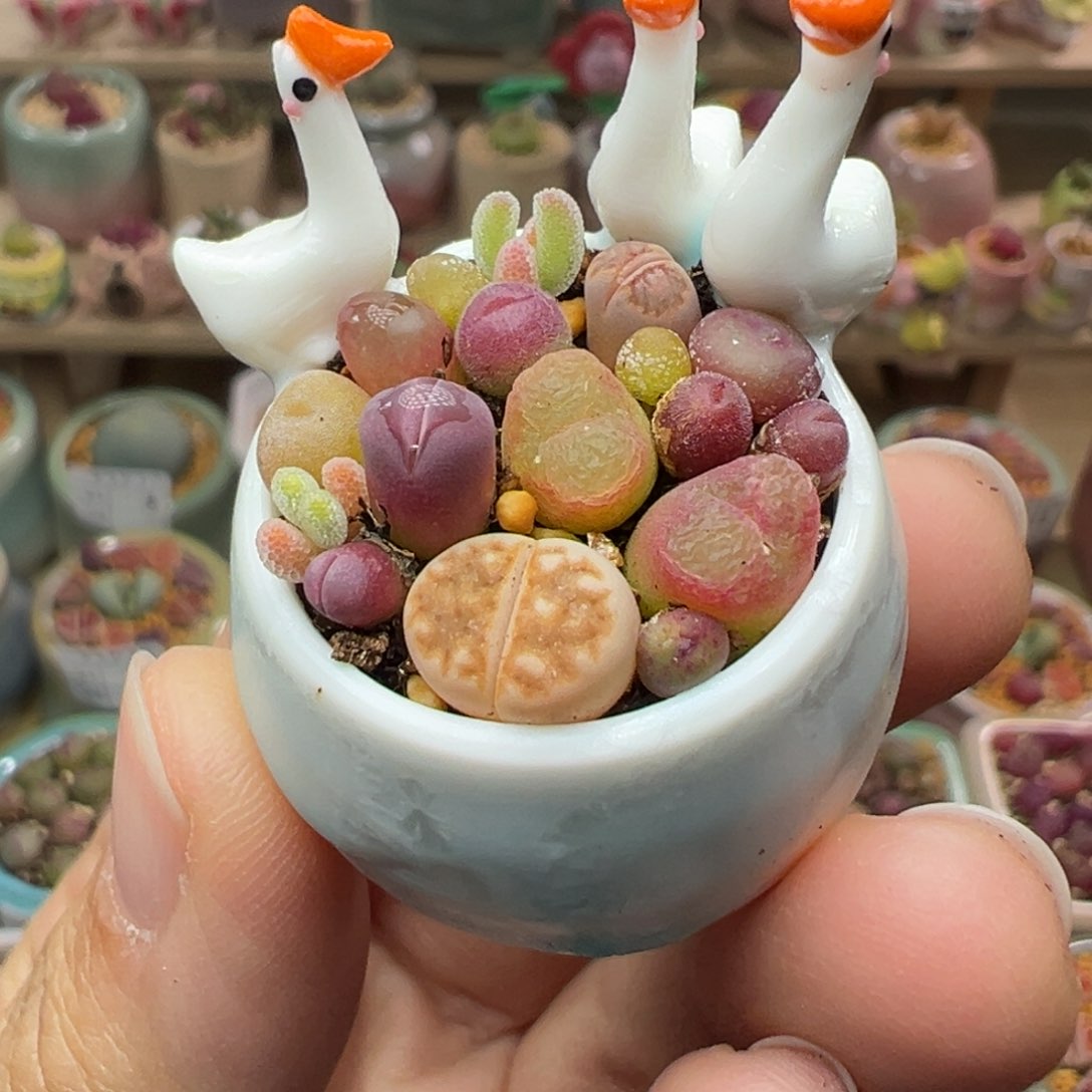 多肉植物24号拇指盆