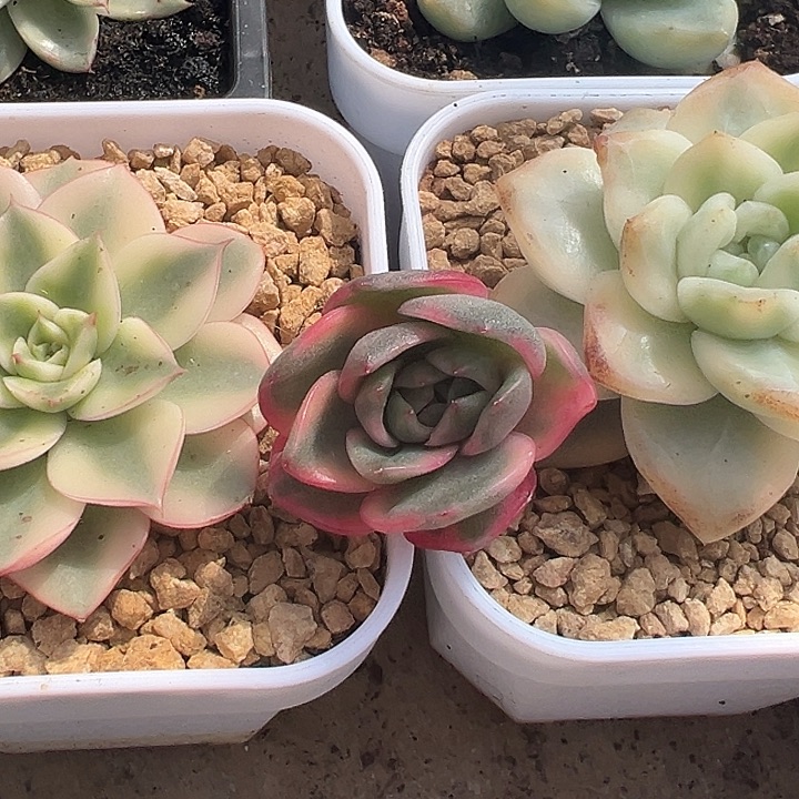 紫水晶侧芽多肉植物