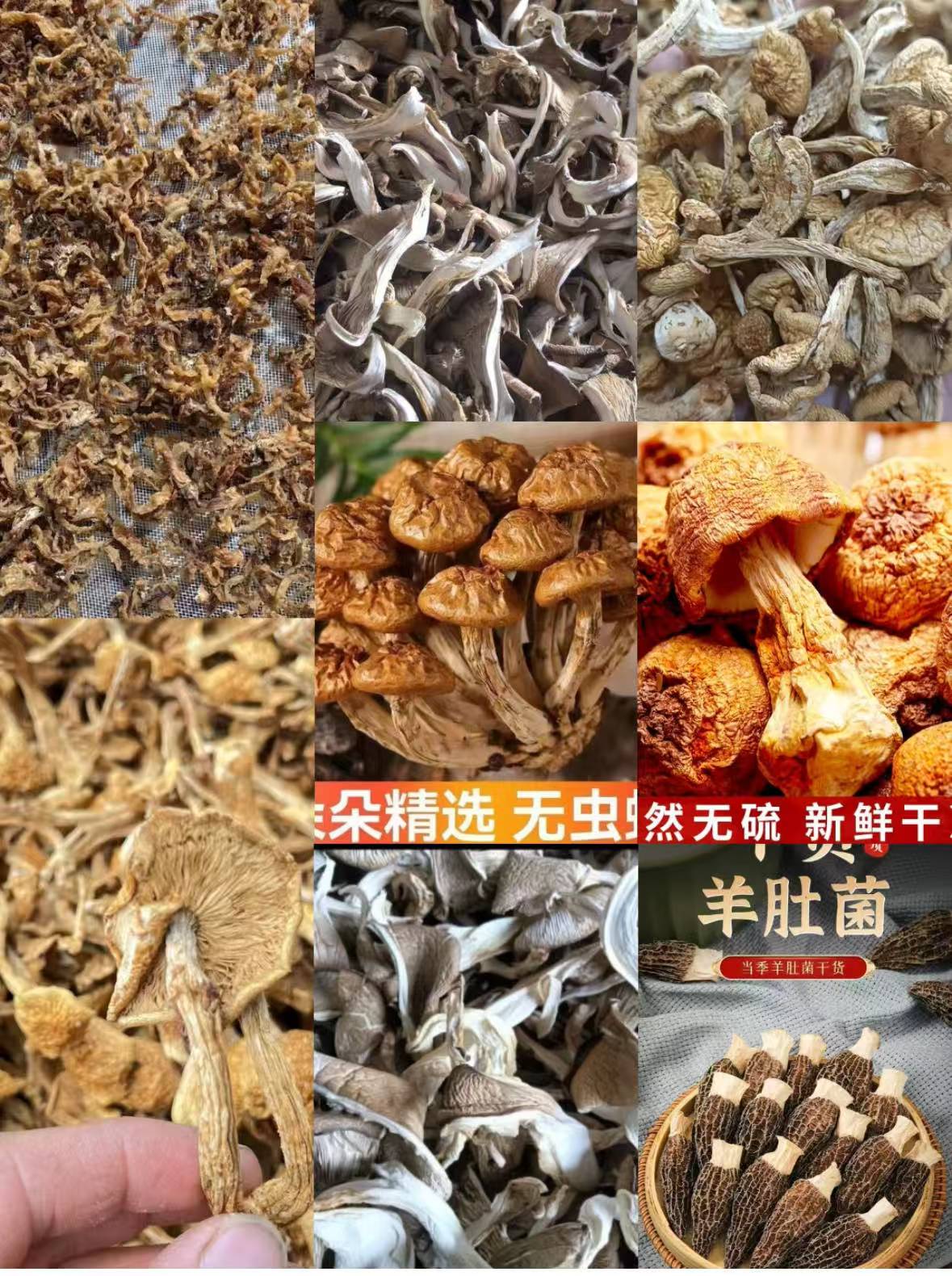 备用链接   高端品质   香菇菌子   现收山货