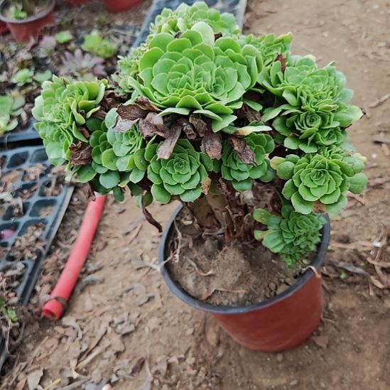 绿羊绒缀加急法师5