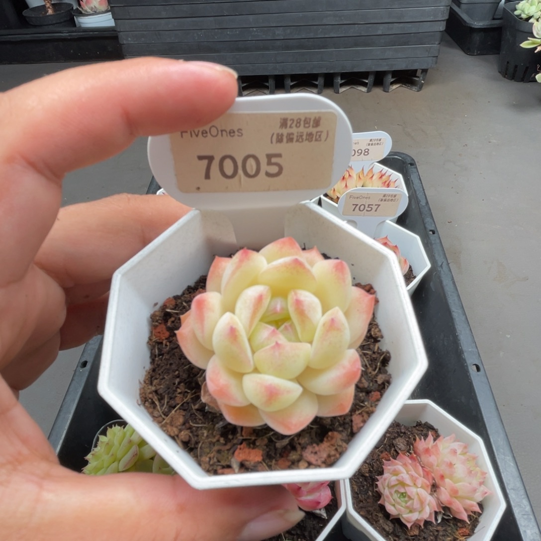 7005白桃汽水4.0厘米