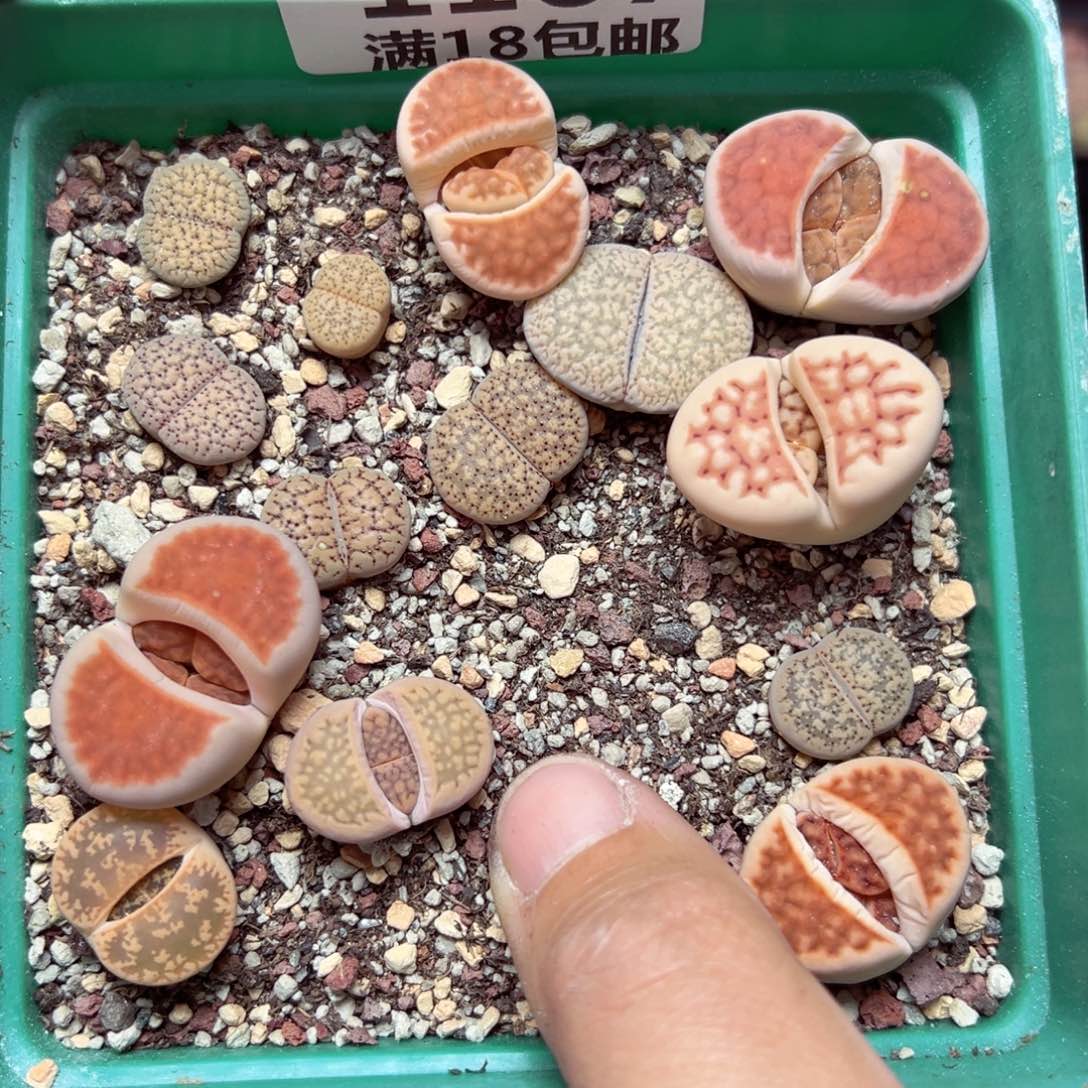 【闪购商品】1167……