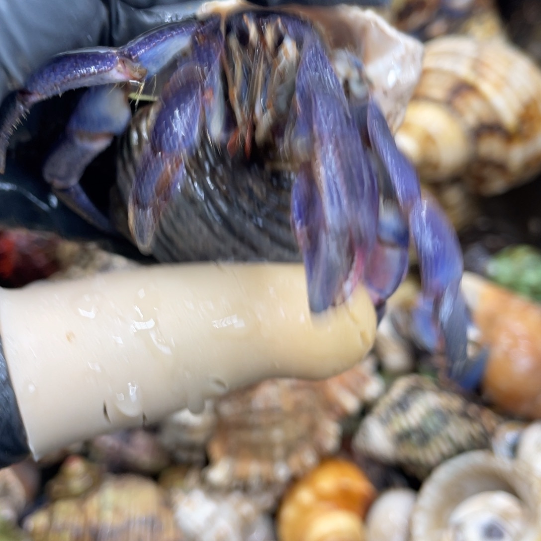 不退不换活体宠物82