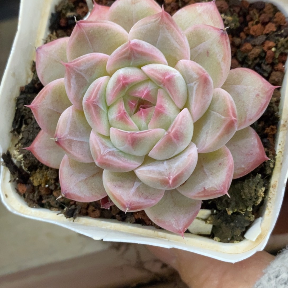精品多肉一物一拍不包整143