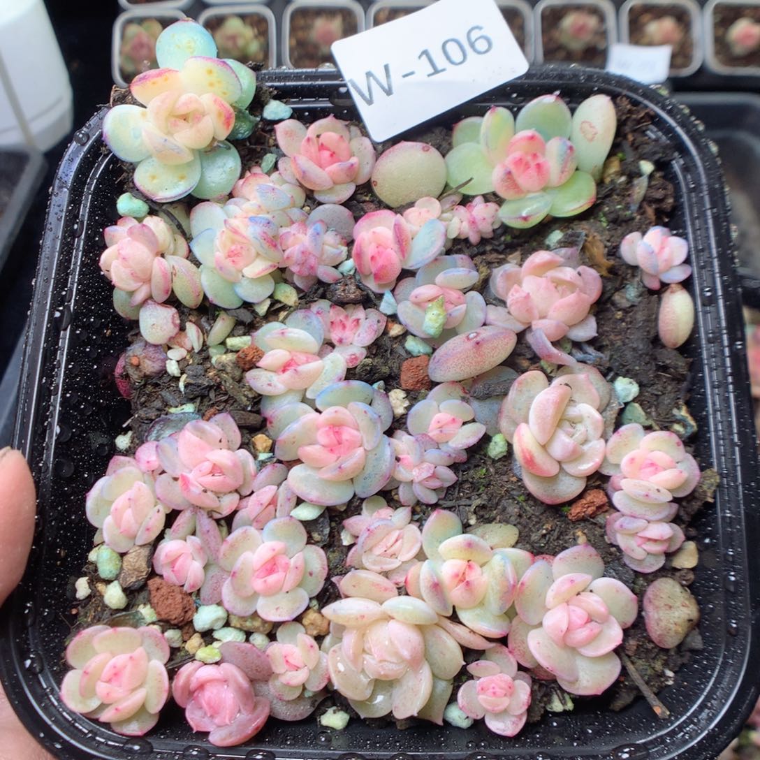 无花朵W106。干冰yyyyyyy