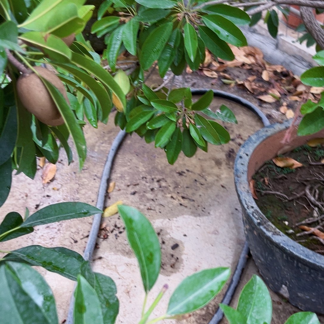 弯***道无花朵88888889999888888