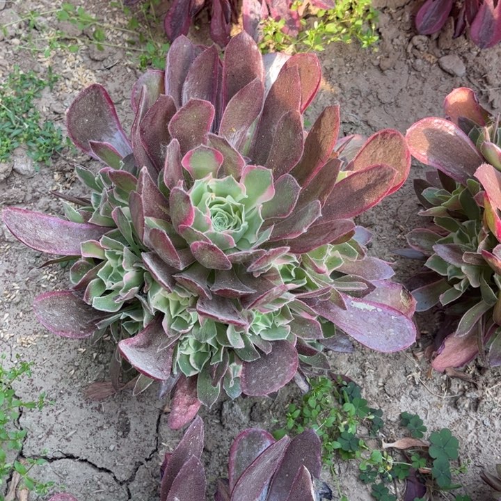 夜罗刹15-18厘米一颗量拍