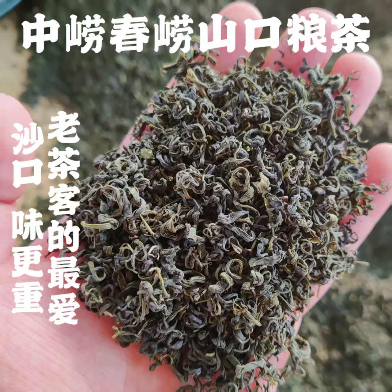 李氏中崂春2024 九月中旬秋茶碧螺春烘青