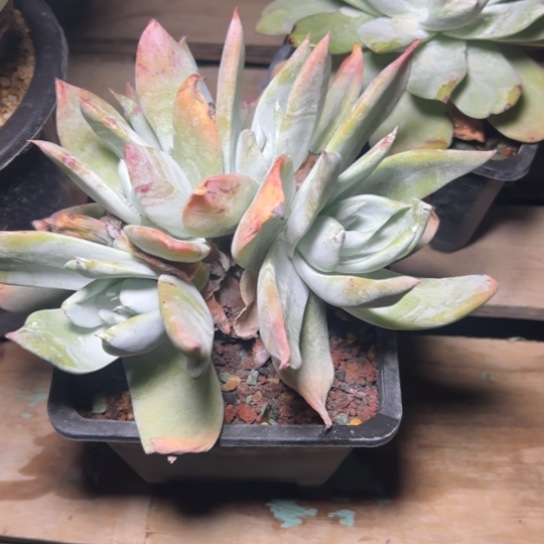 拇指杂～一物一拍7502