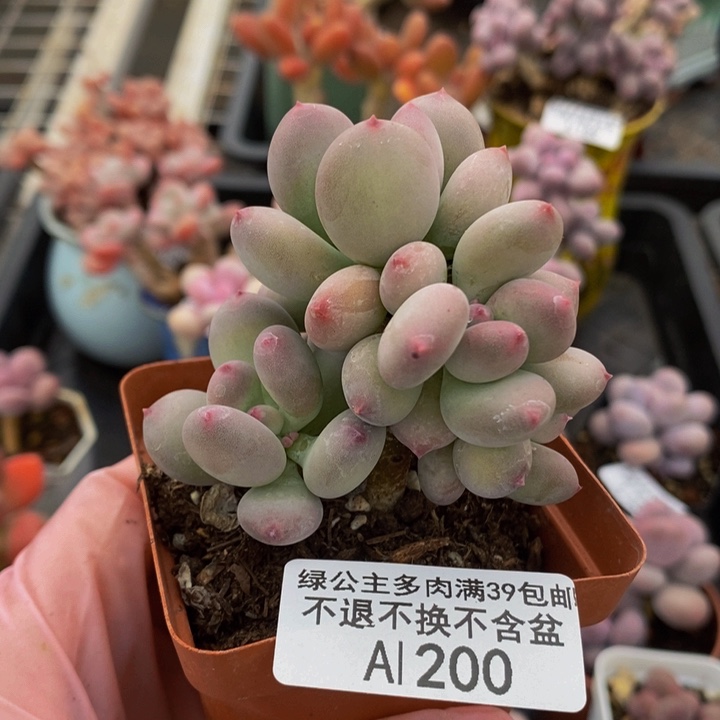 四代苹果奶6vm200多肉植物