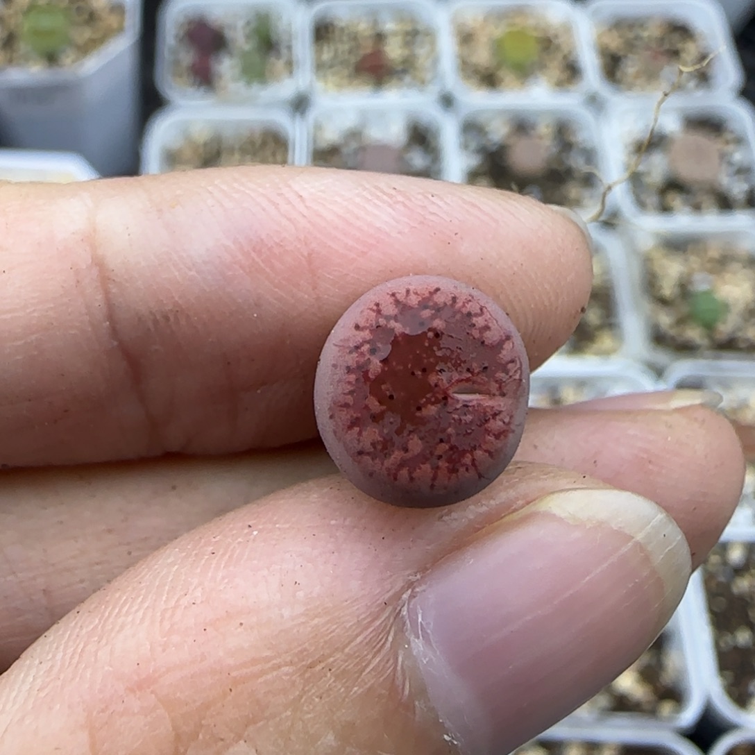 68怪清框福利30包邮