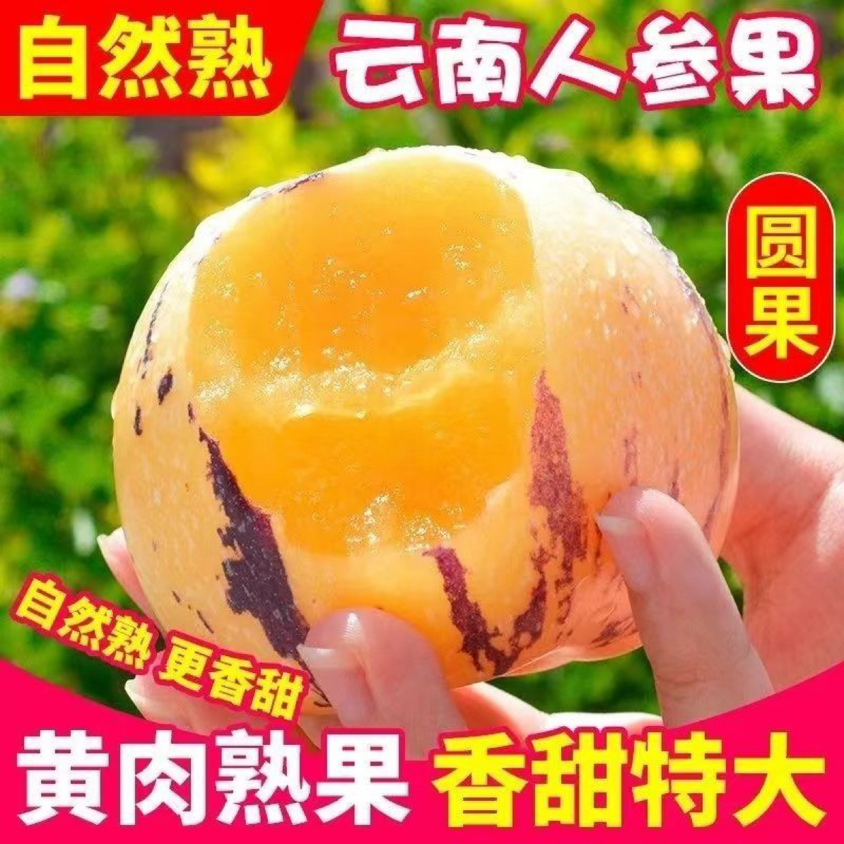 云南石林新鲜应季果树上熟黄肉圆果清甜多汁低糖水果