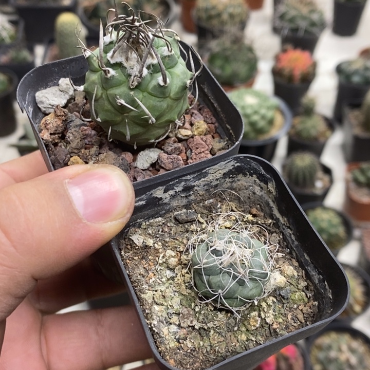 实生娇丽2颗特价包邮