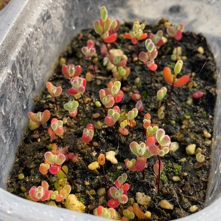 吃***皮71混合切糕。       