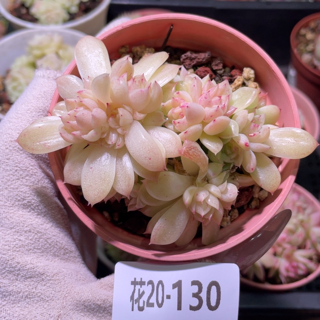 花利美20-130麦秆群