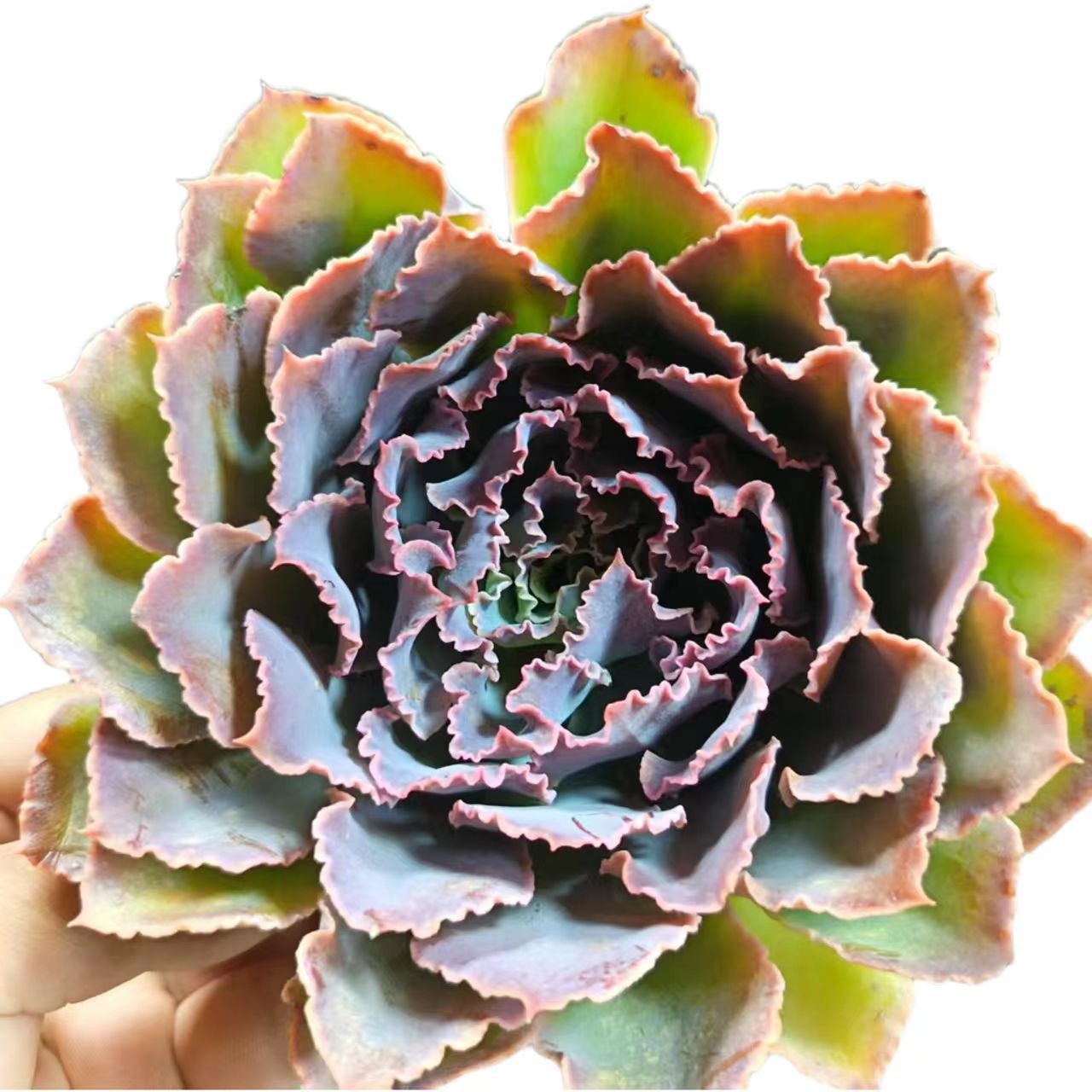 晚霞之舞(拼满15元包邮)室内盆栽 净化绿植盆栽大棚多肉