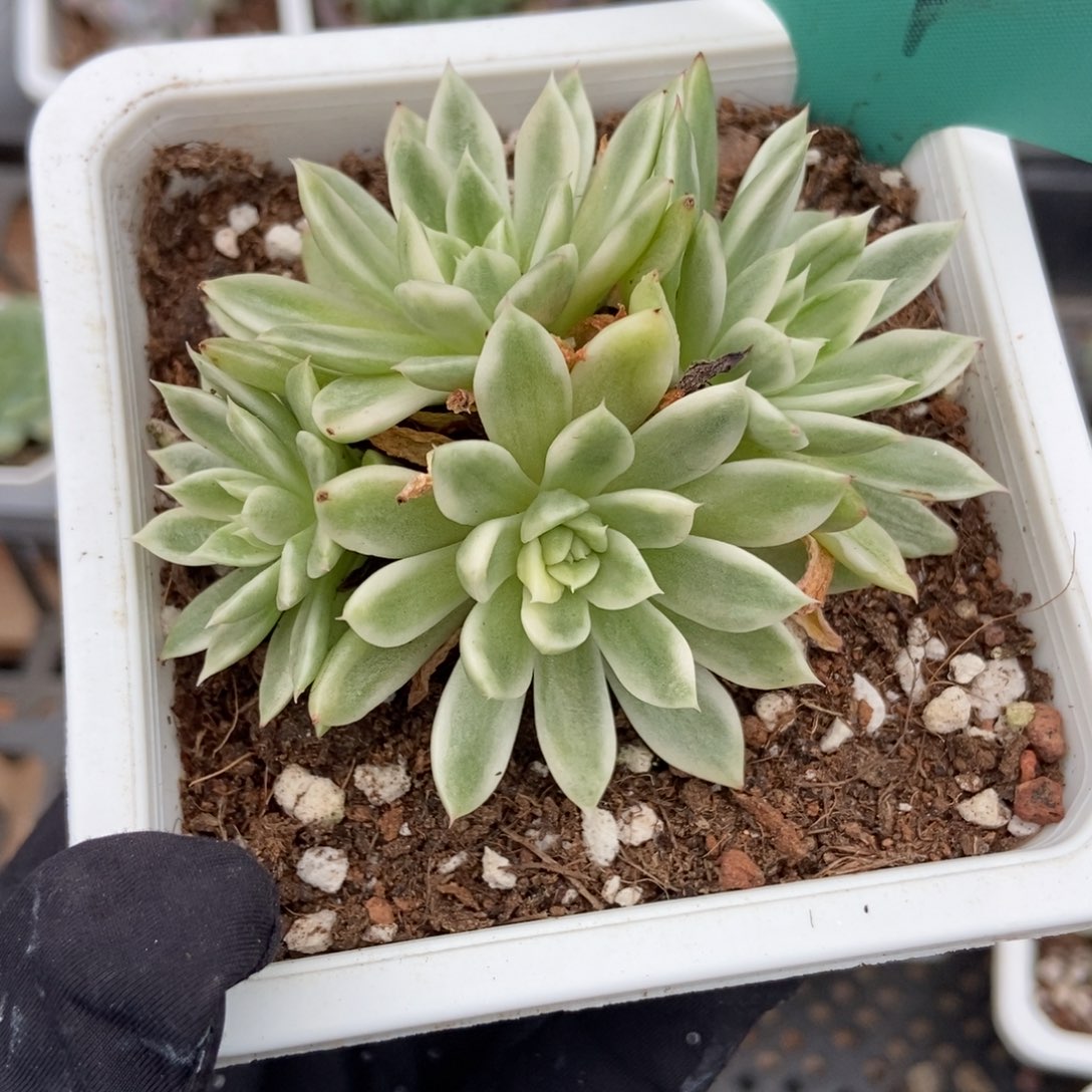 504蝴蝶飞锦多肉植物保护