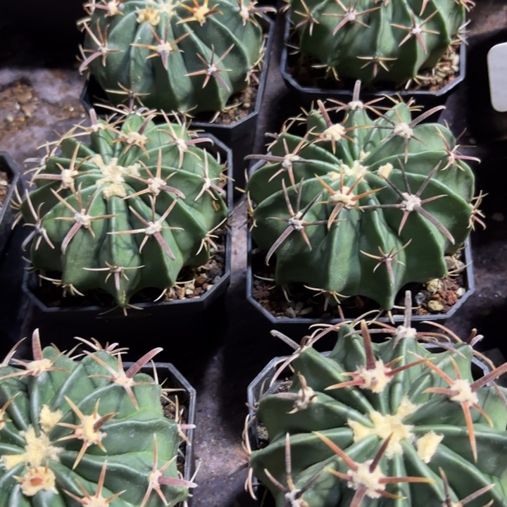 实生凌波好养皮安