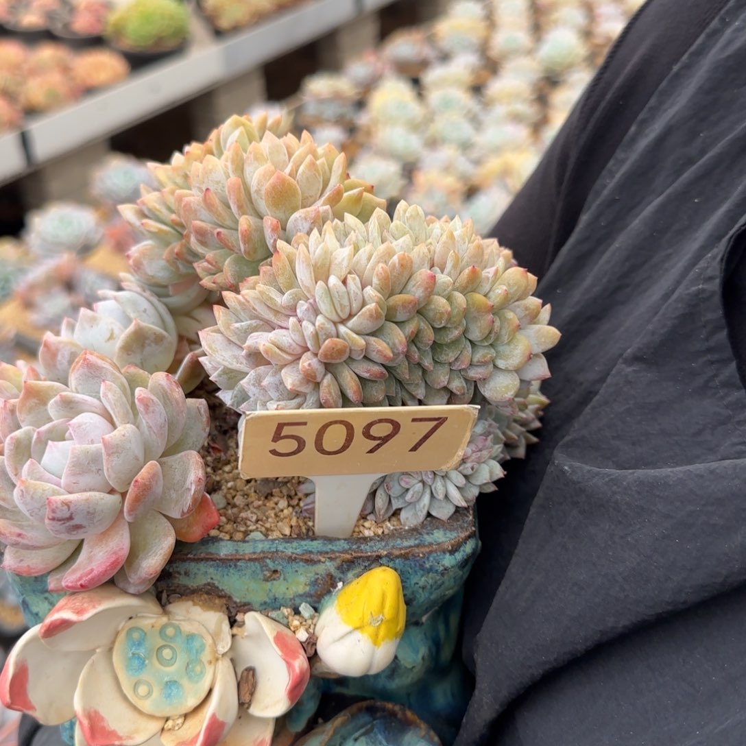 ^***笑5097。   星影缀多肉