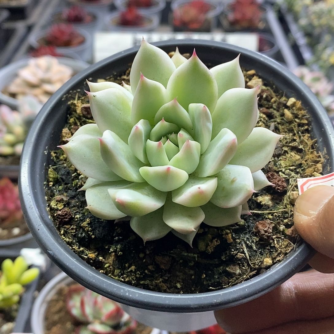 1358精美多肉tp锦