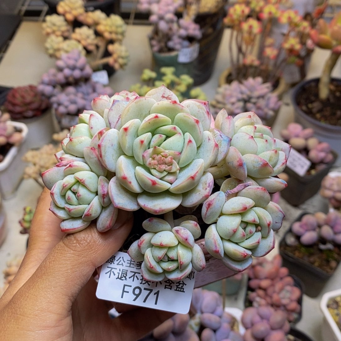 971丸叶香草多肉8c m