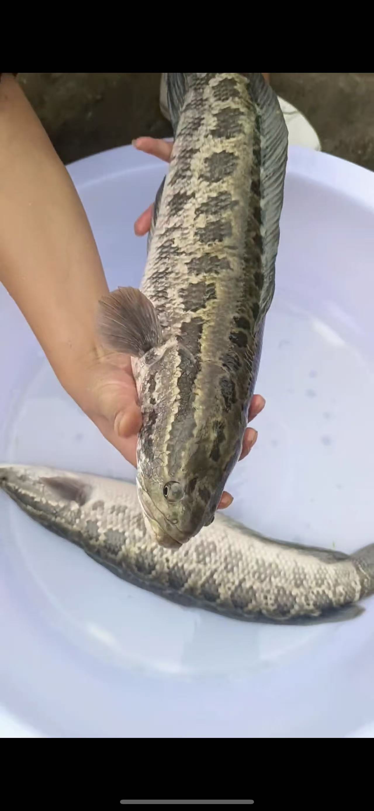 广东黑鱼乌鳢淡水每天现杀当天发顺丰冷链