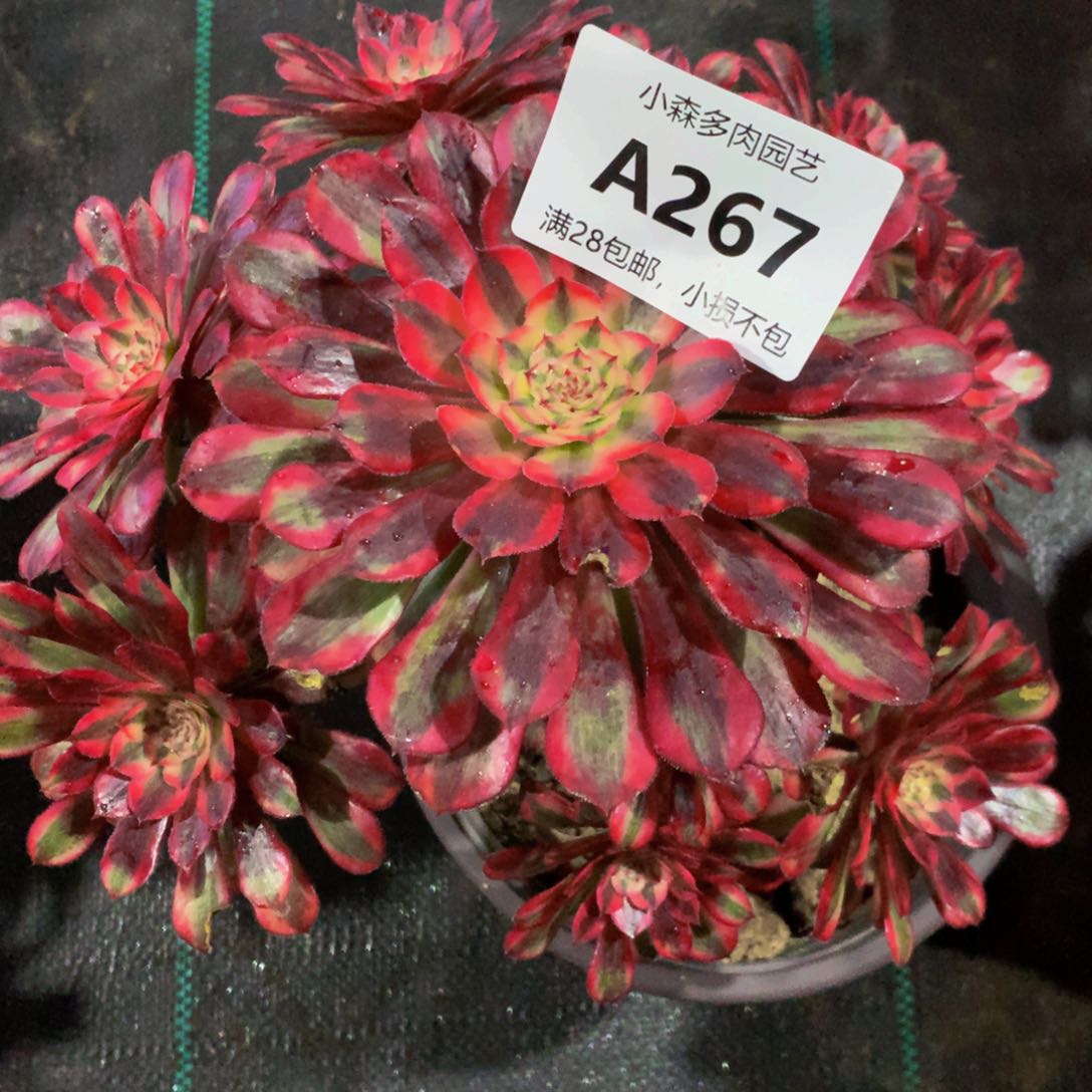 文**舞267黑铜8888888888