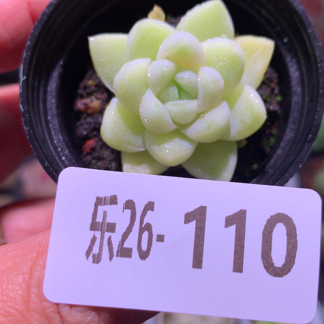 乐然26-110 厚叶月影 