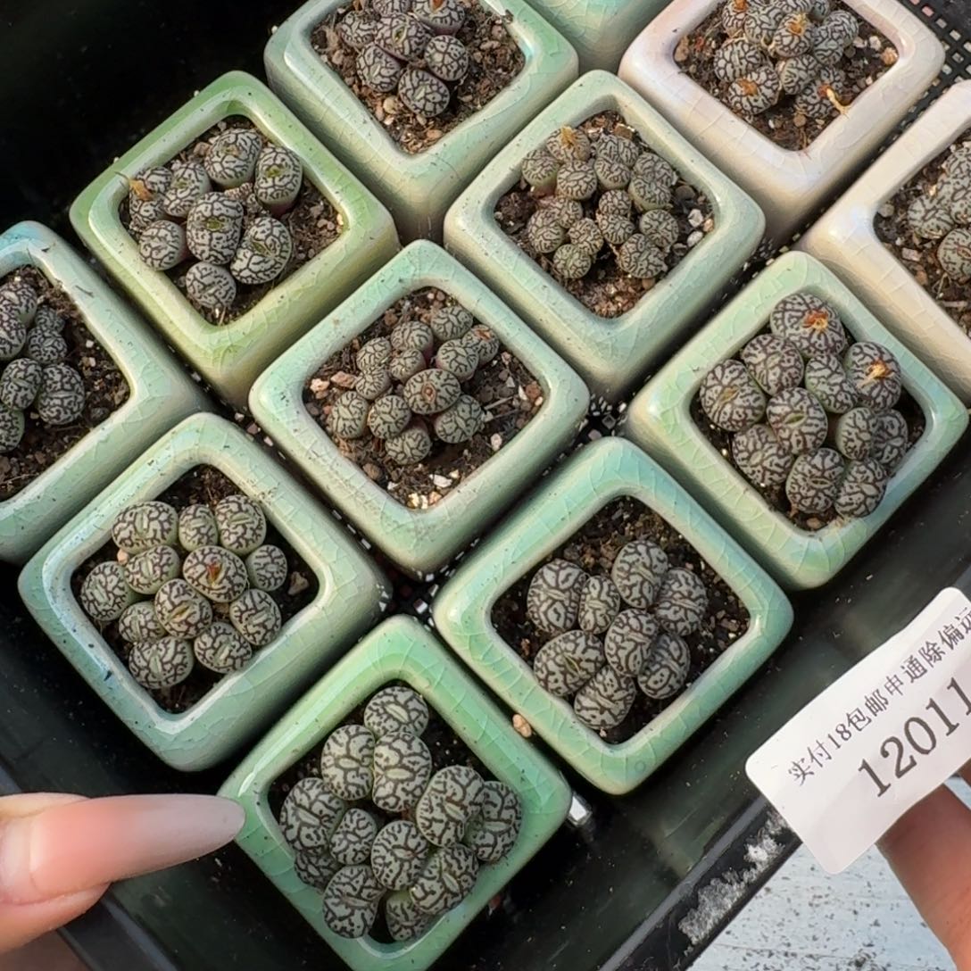 12011-墨小锥福利一群带盆