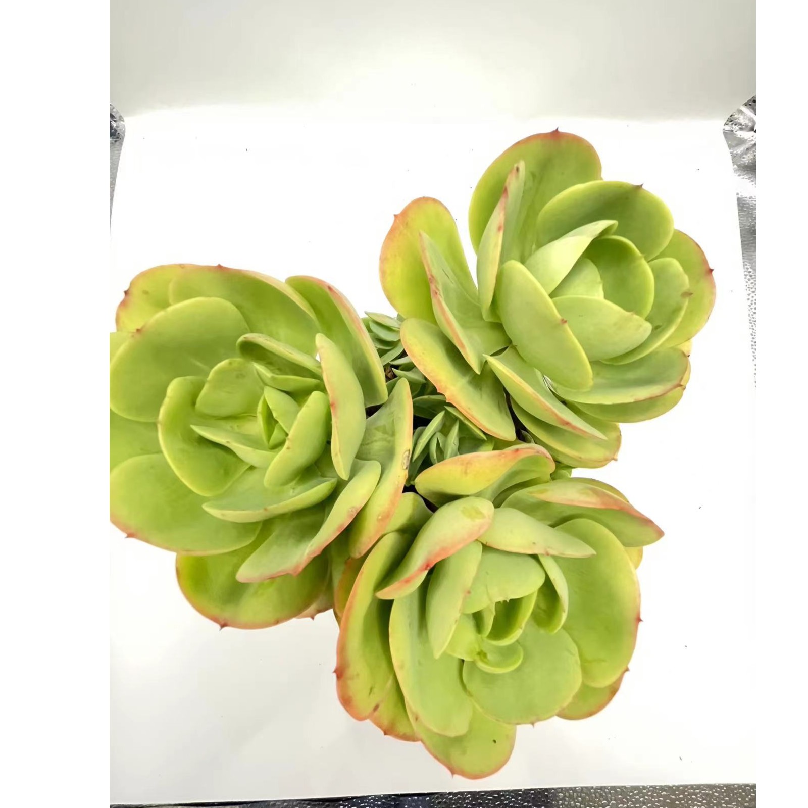 碧桃 多肉植物 叶片肥厚 云南基地直发 满18包邮